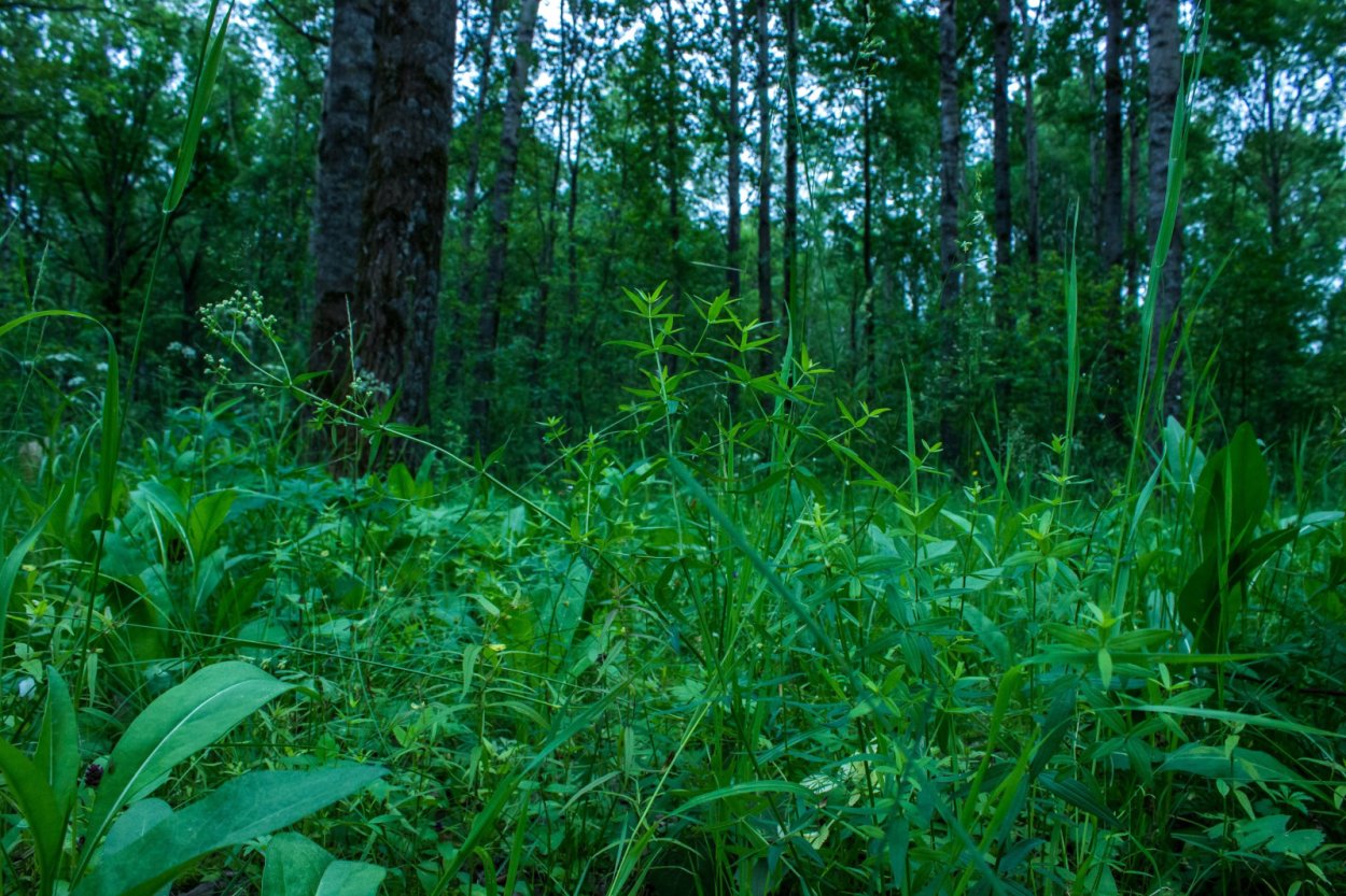 Структура леса