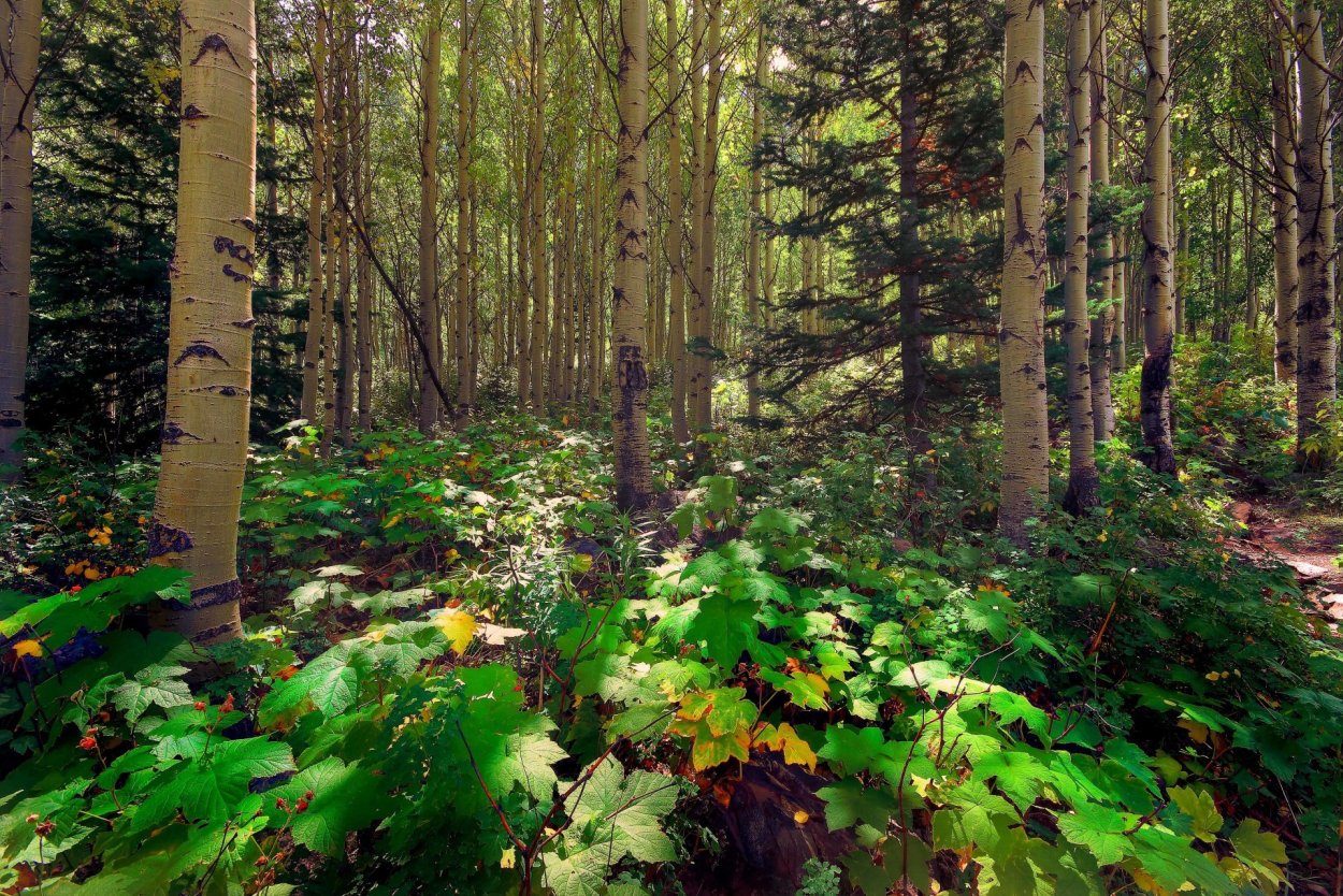 Кроны деревьев