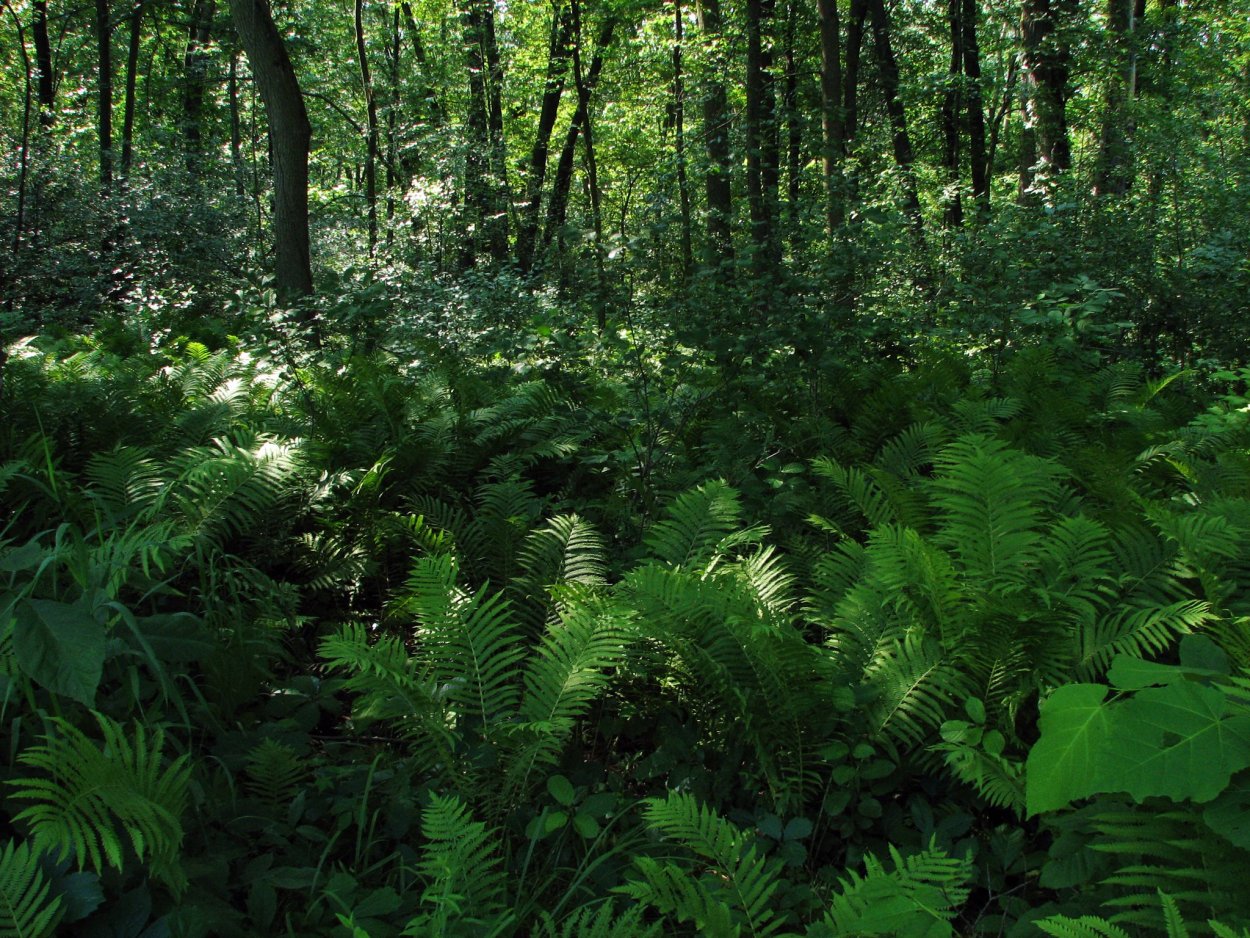 Лесные травянистые растения