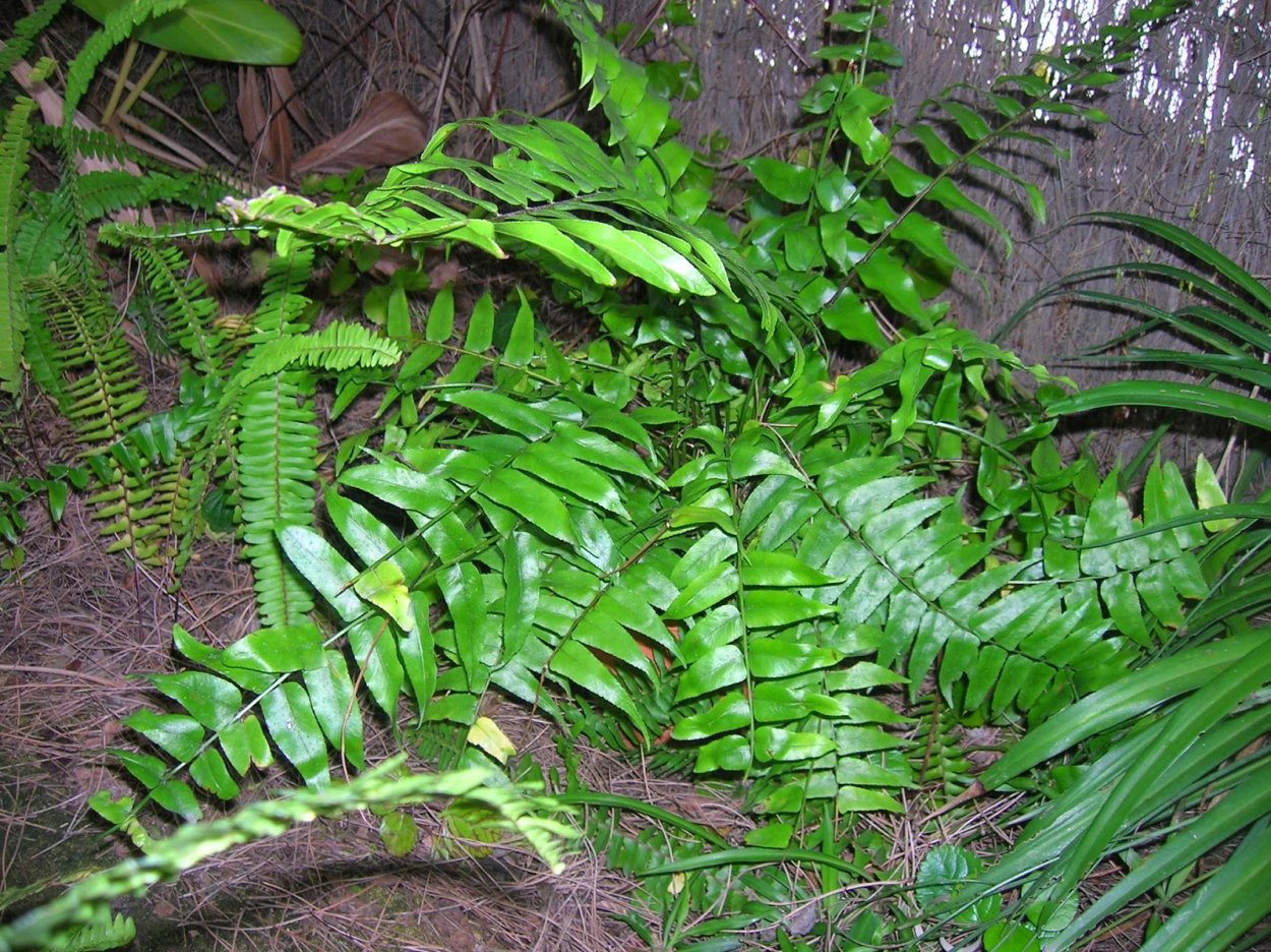 Nephrolepis biserrata