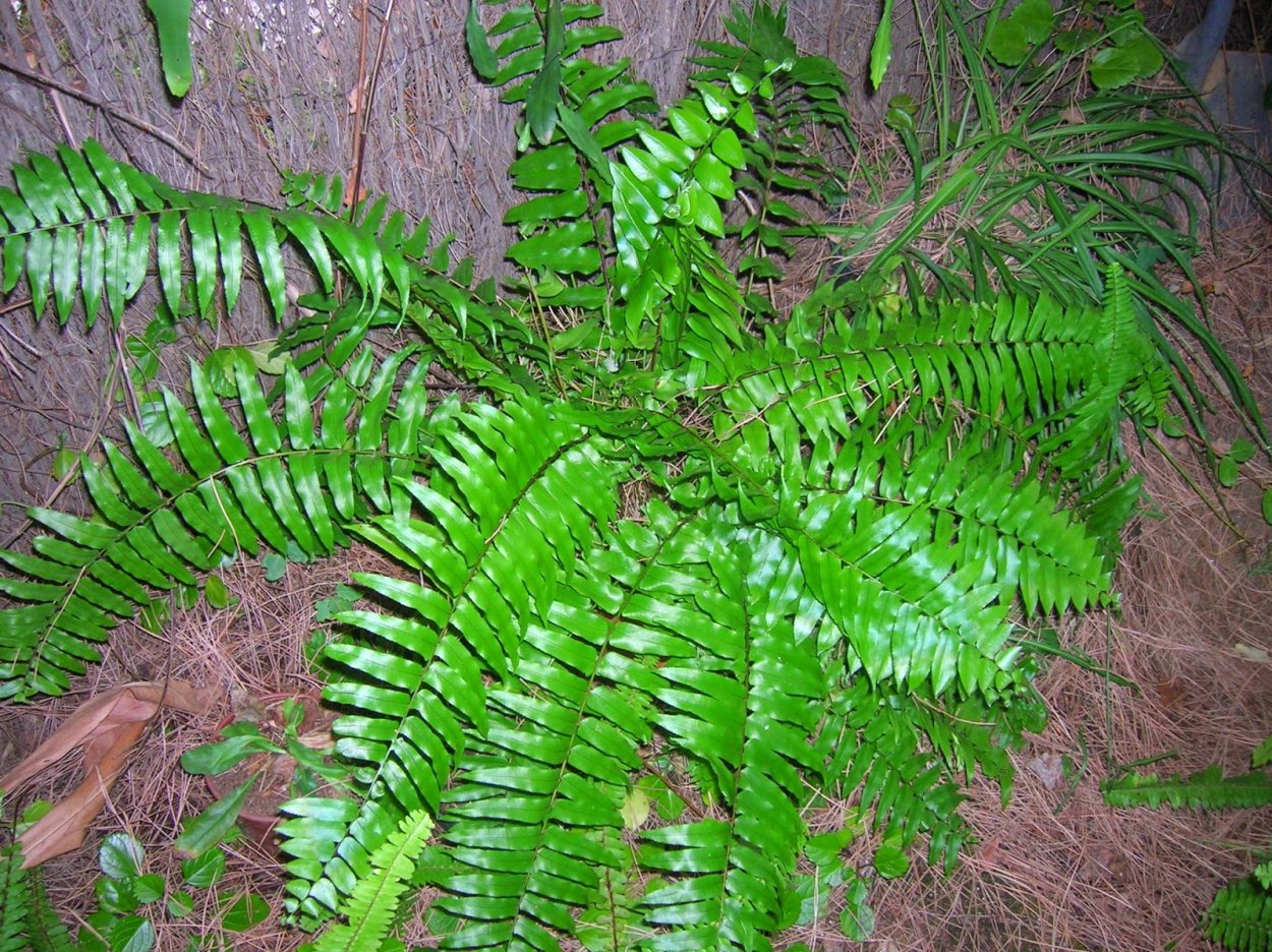 Нефролепис фальката Биссерата