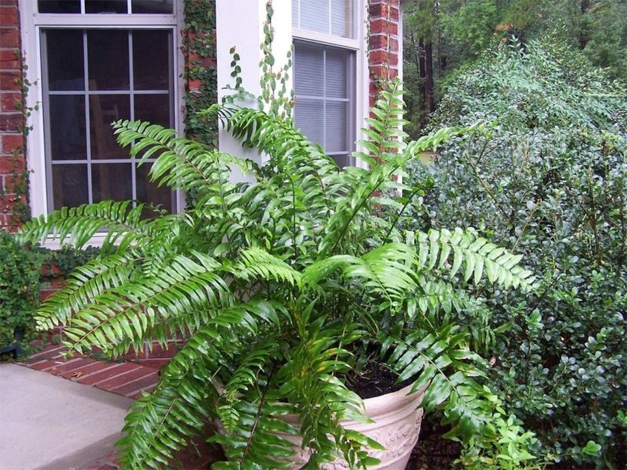 Нефролепис "macho Fern"