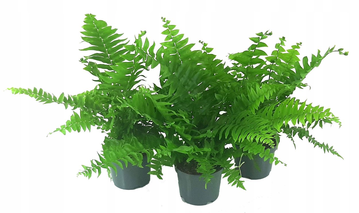 Нефролепис Кордитас