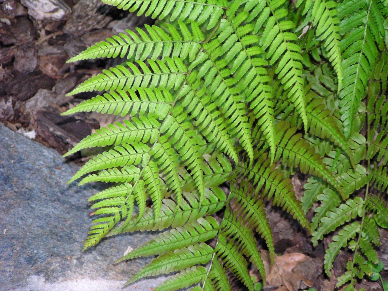 Папоротник dryopteris affinis