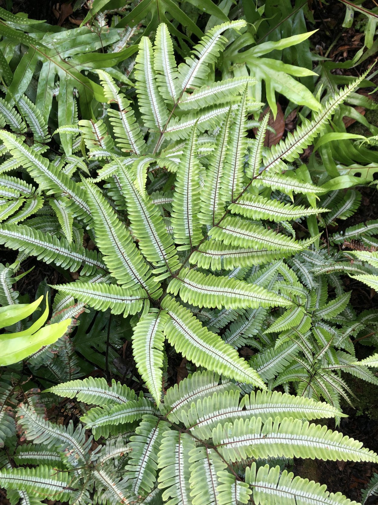 2 Папоротника