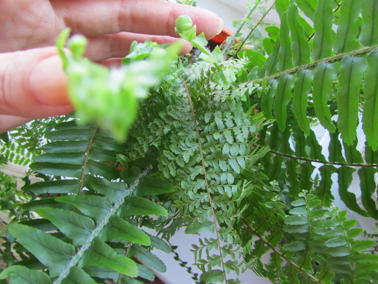 Нефролепис круглолистный