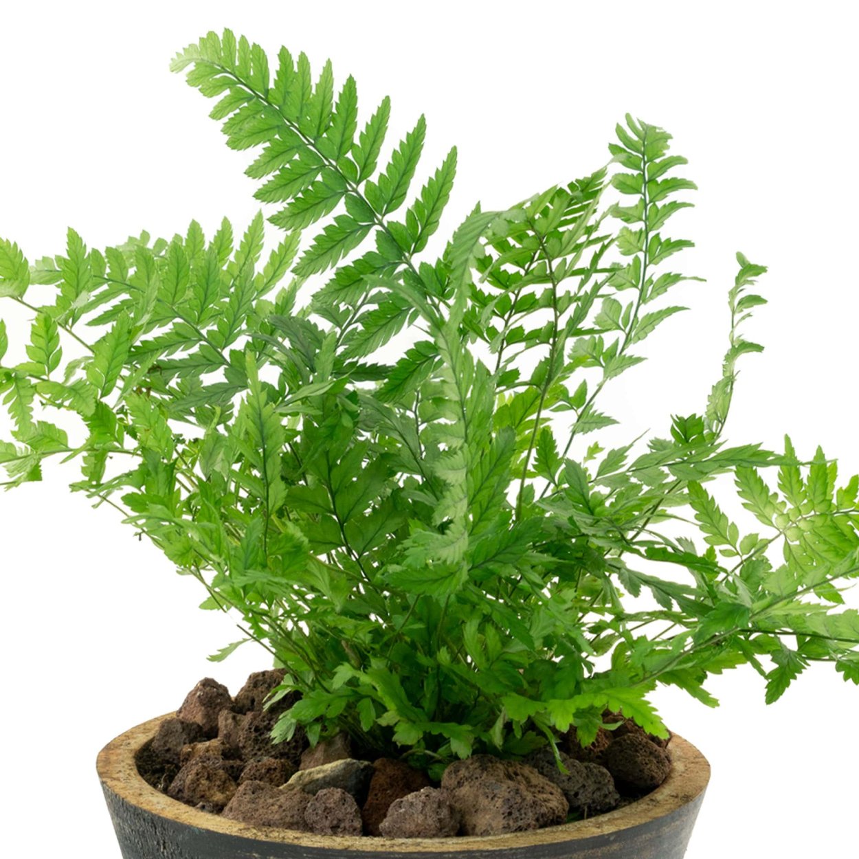 Горшок для папоротника нефролепис