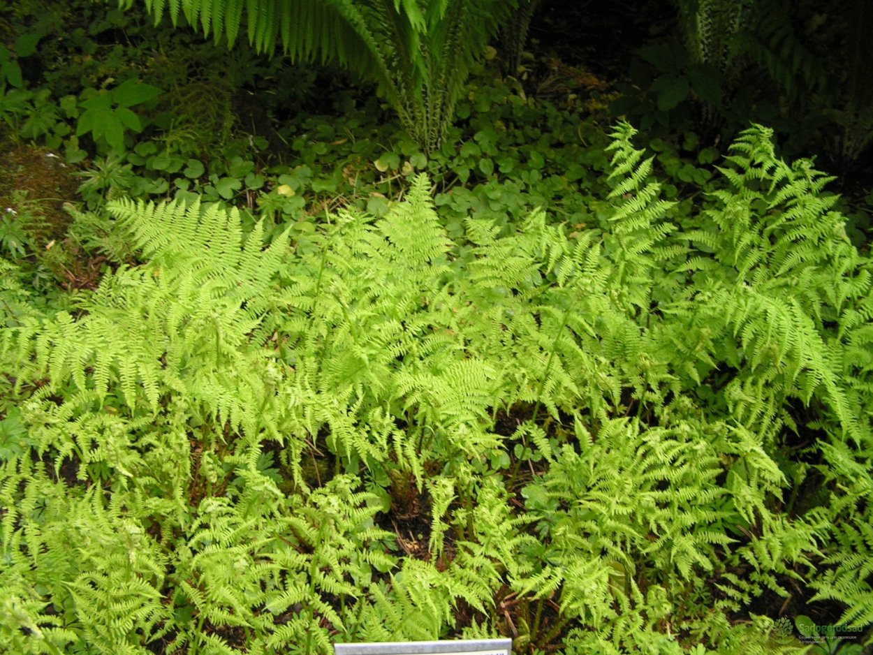 Нефролепис Грин леди и мачо разница