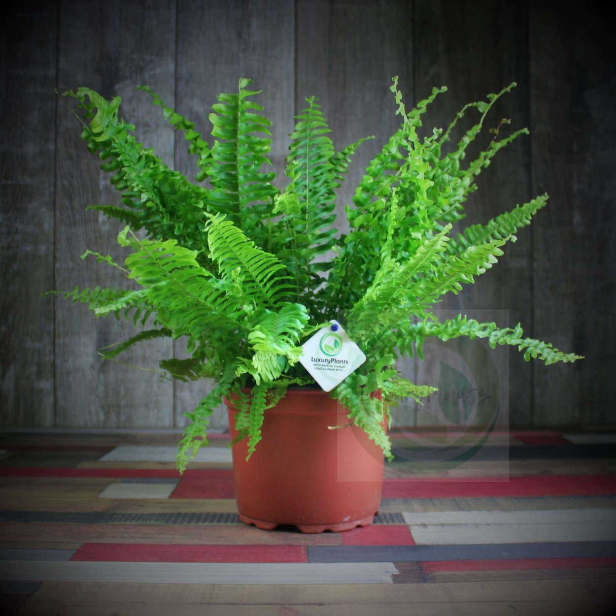 Нефролепис Бостон Блю Белл