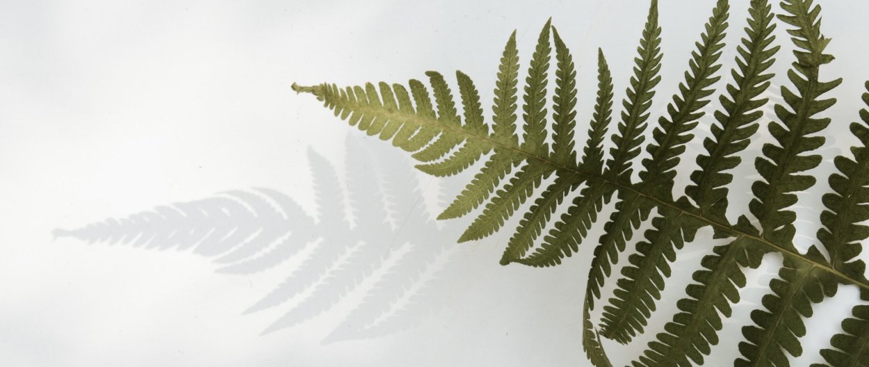 Нефролепис Бостон Блю Белл