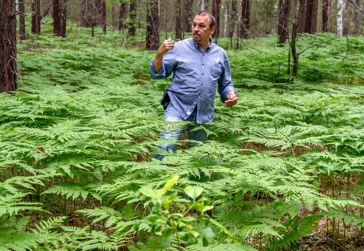 Папоротник узколистный narrow