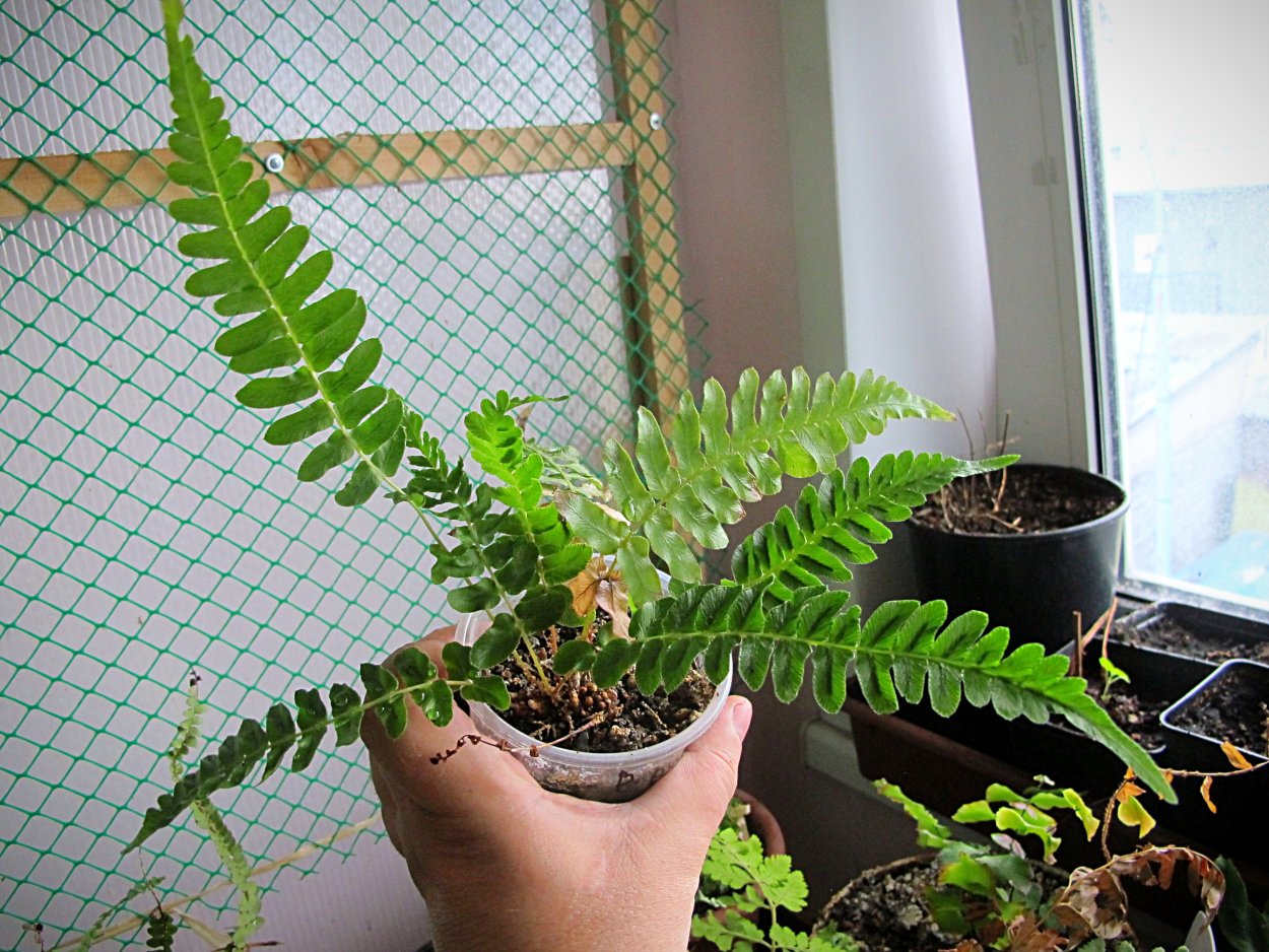 Папоротник Альфа