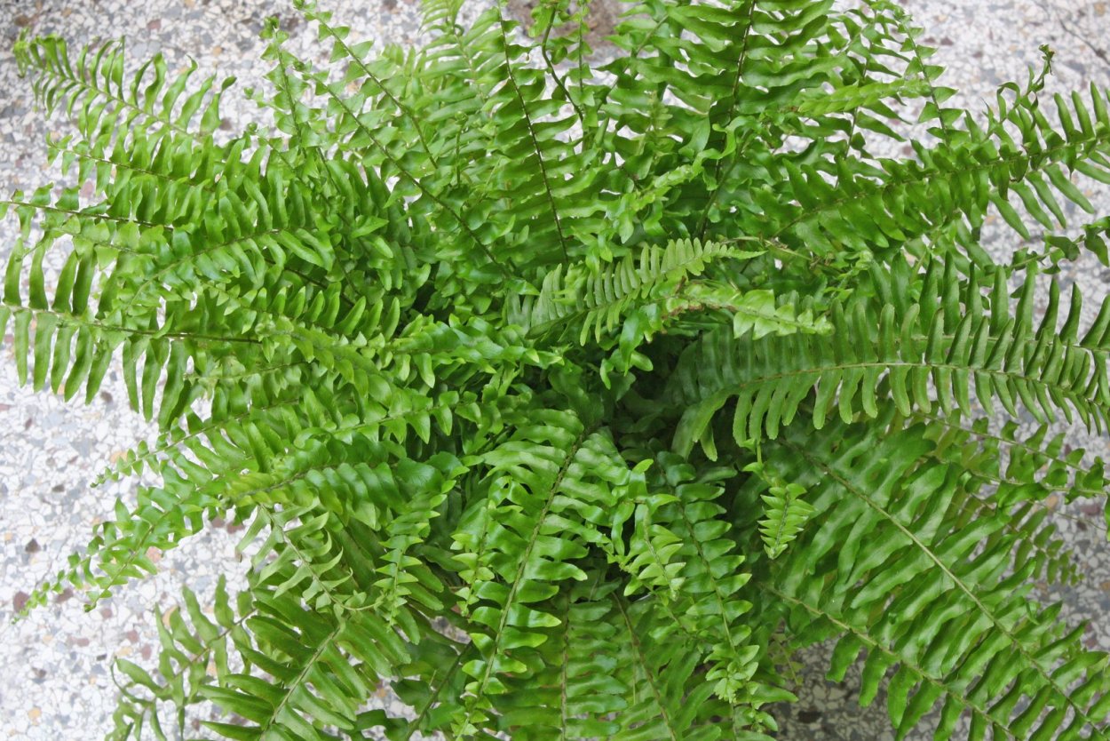 Нефролепис Витале