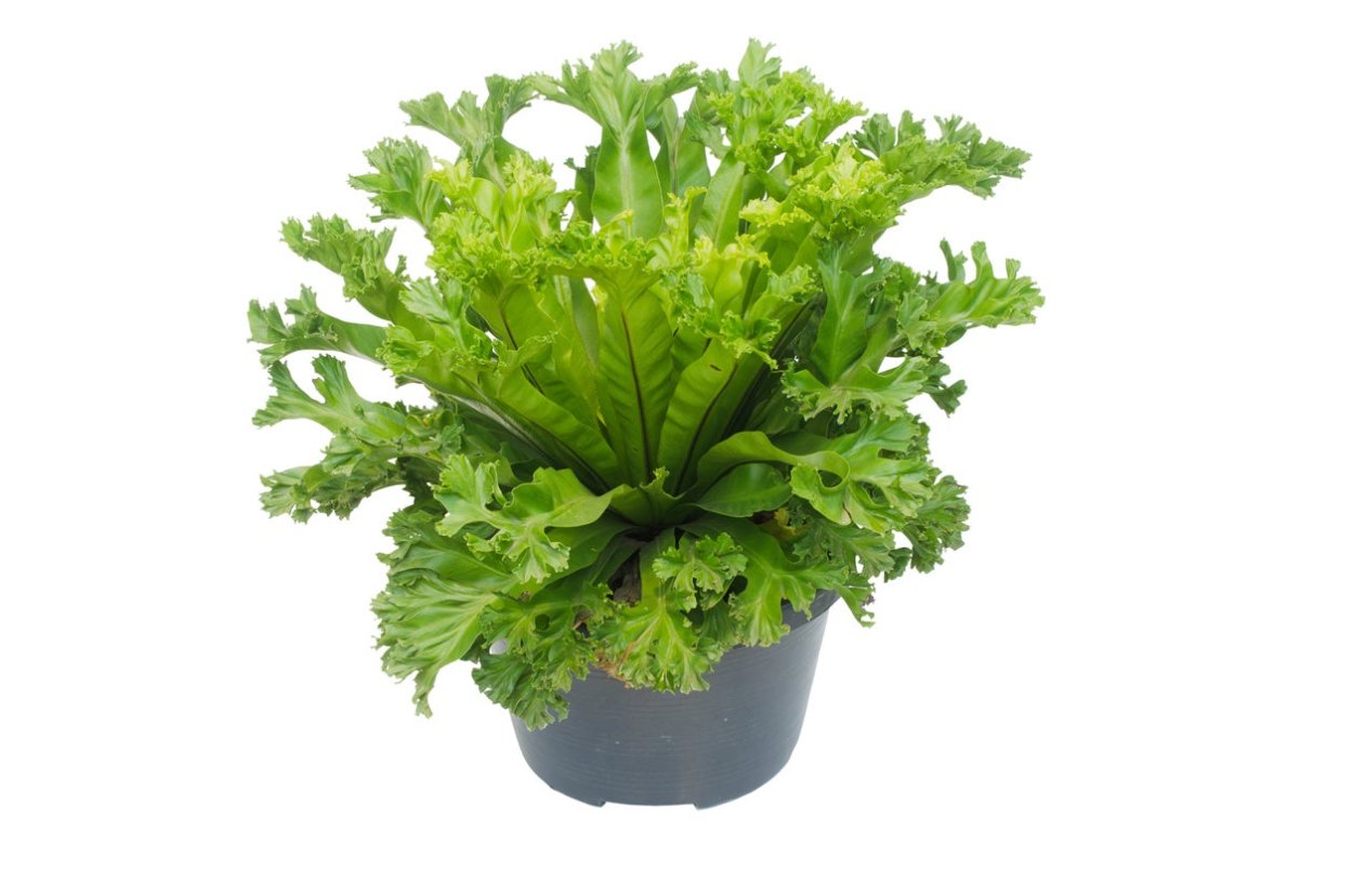 Папоротник нефролепис мачо