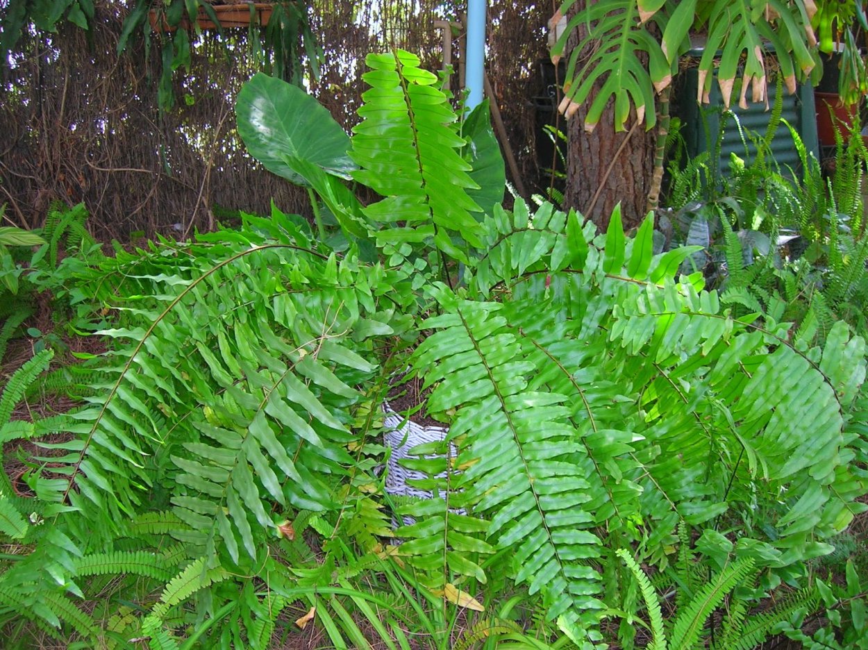 Нефролепис biserrata "sa bai nang"