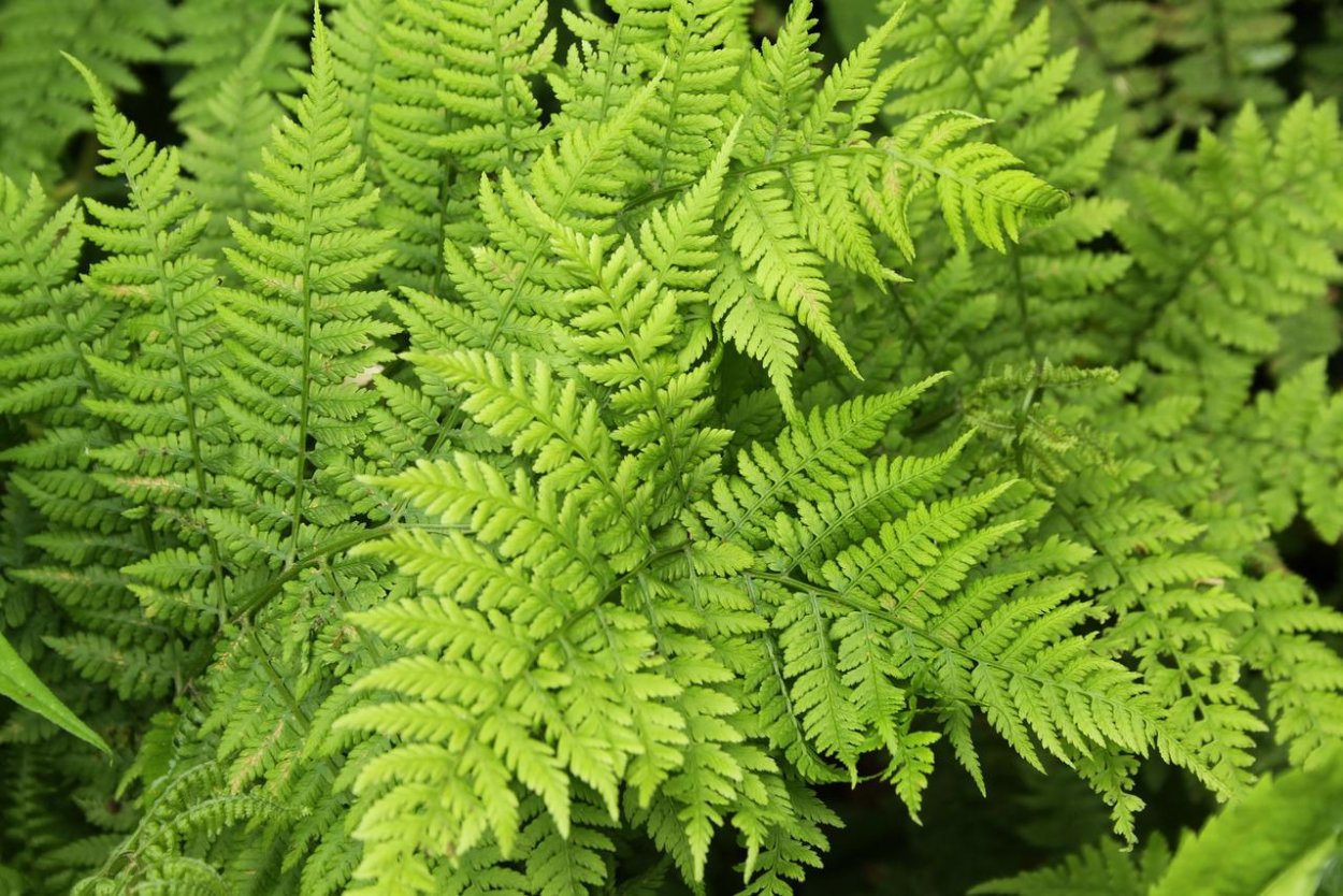 Щитовник родственный dryopteris affinis