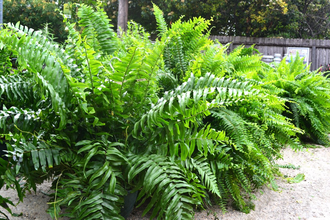 Нефролепис macho Fern гигантский меч