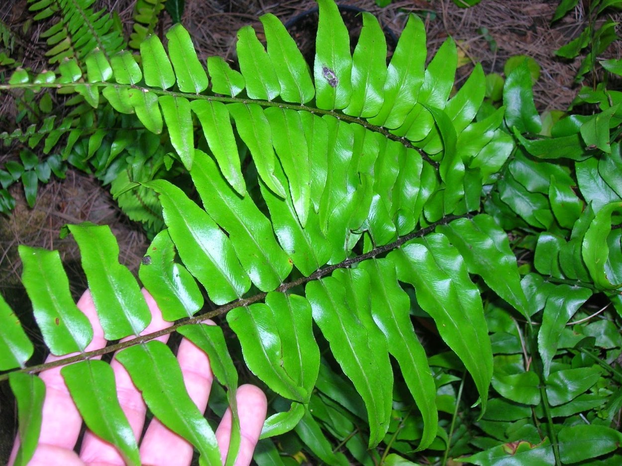 Папоротник Птерис Фаурей