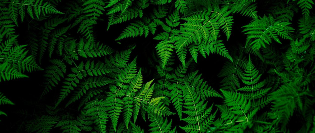 Внешнее строение папоротника щитовника