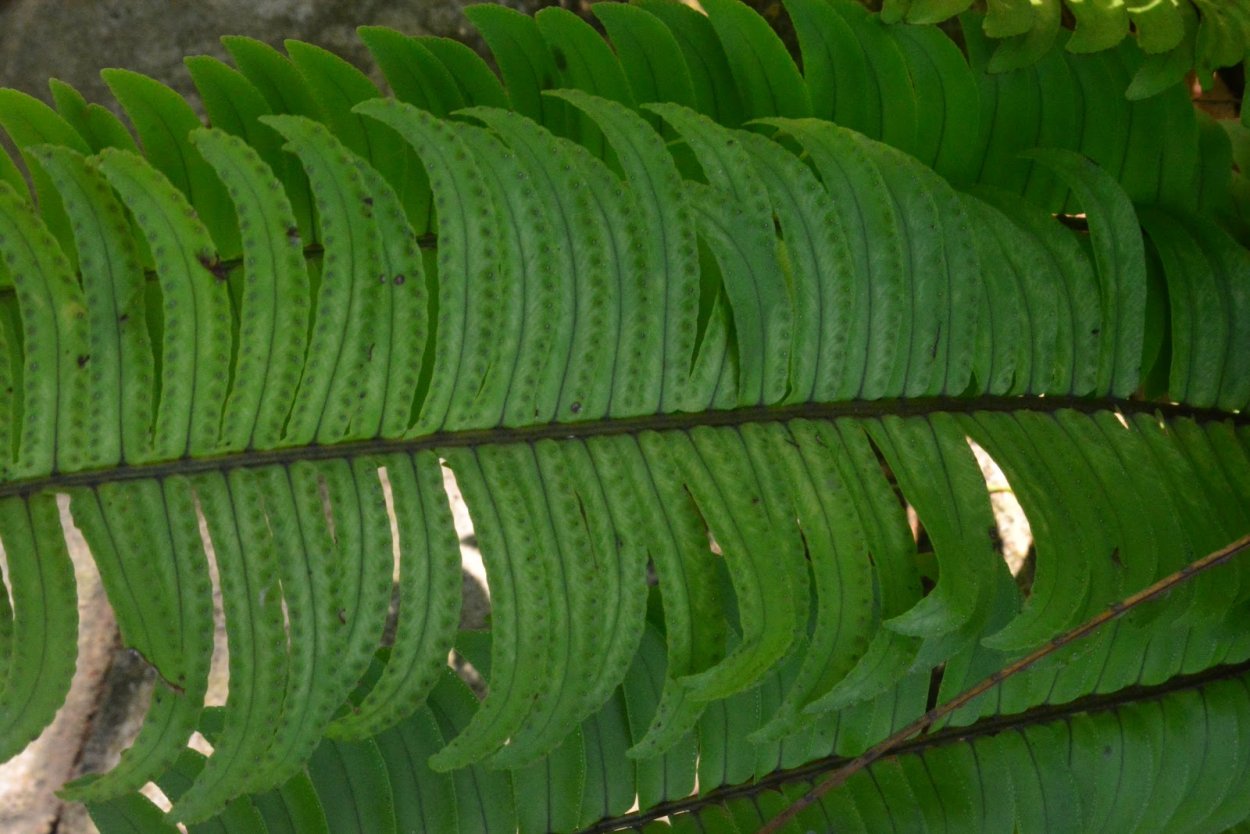 Нефролепис Хилли