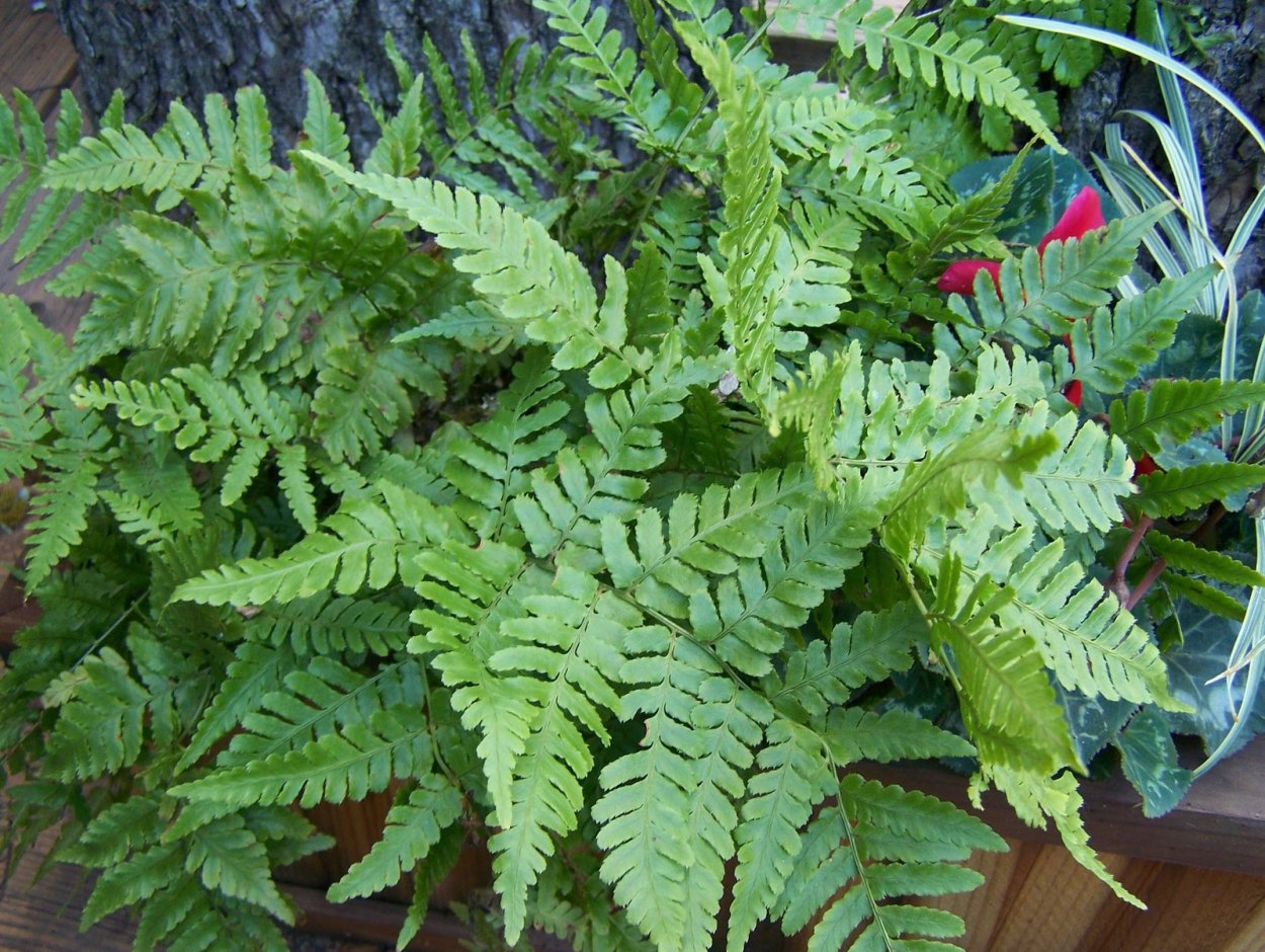 Дриоптерис джурасик Голд