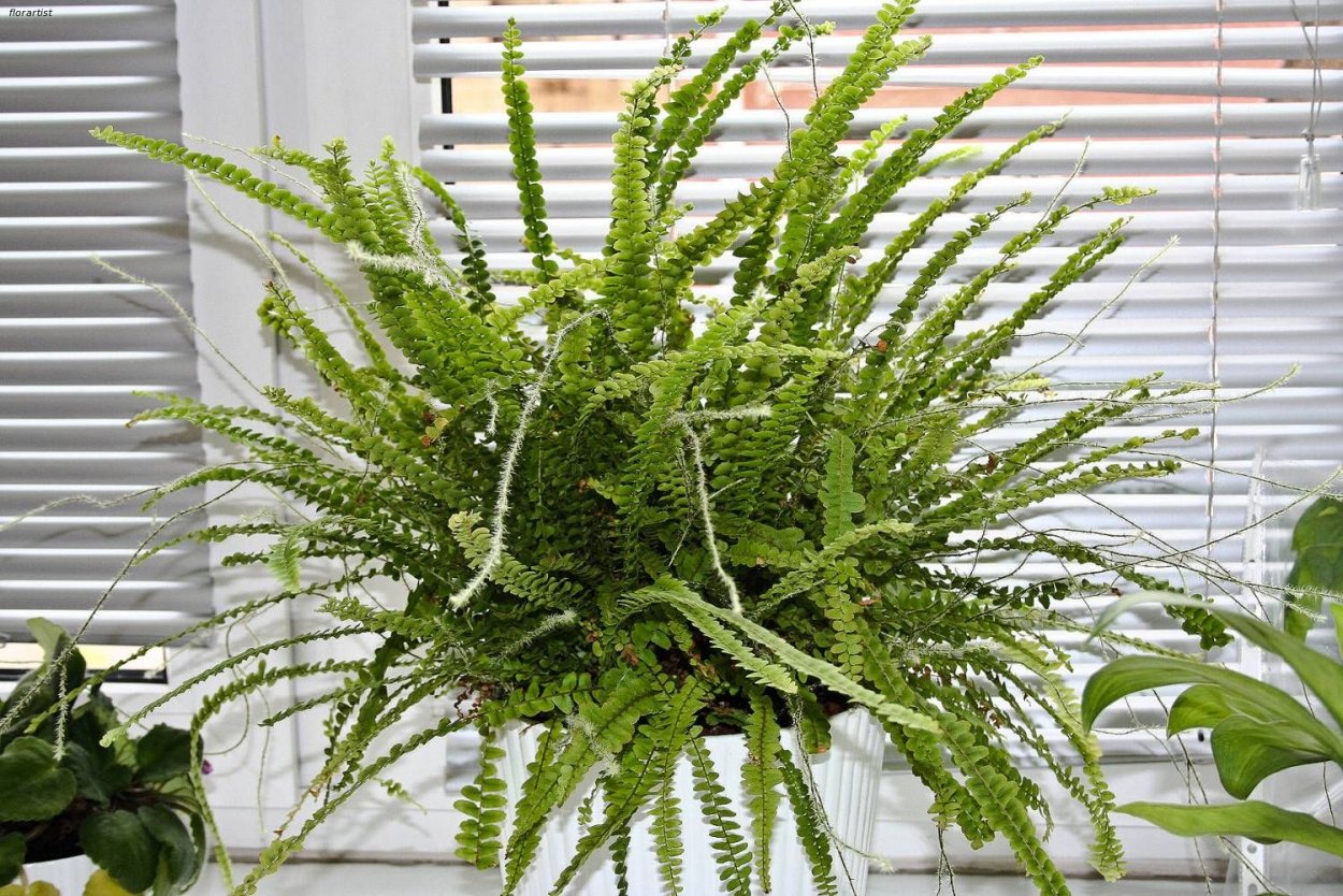 Диксония антарктическая Морозостойкость