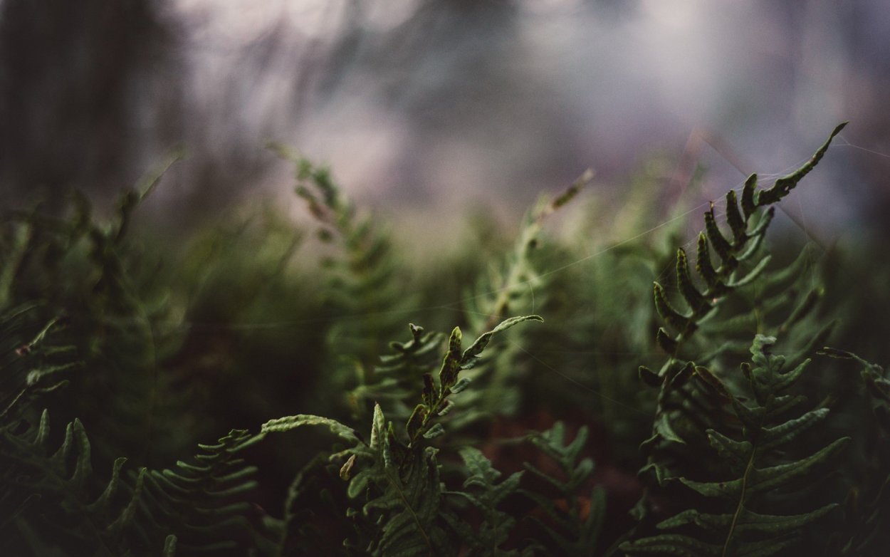 Папоротник Пинтерест