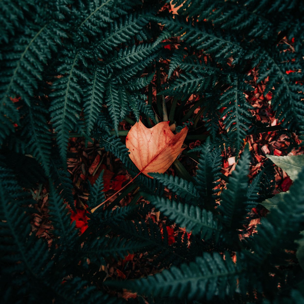 Тропические красные листья