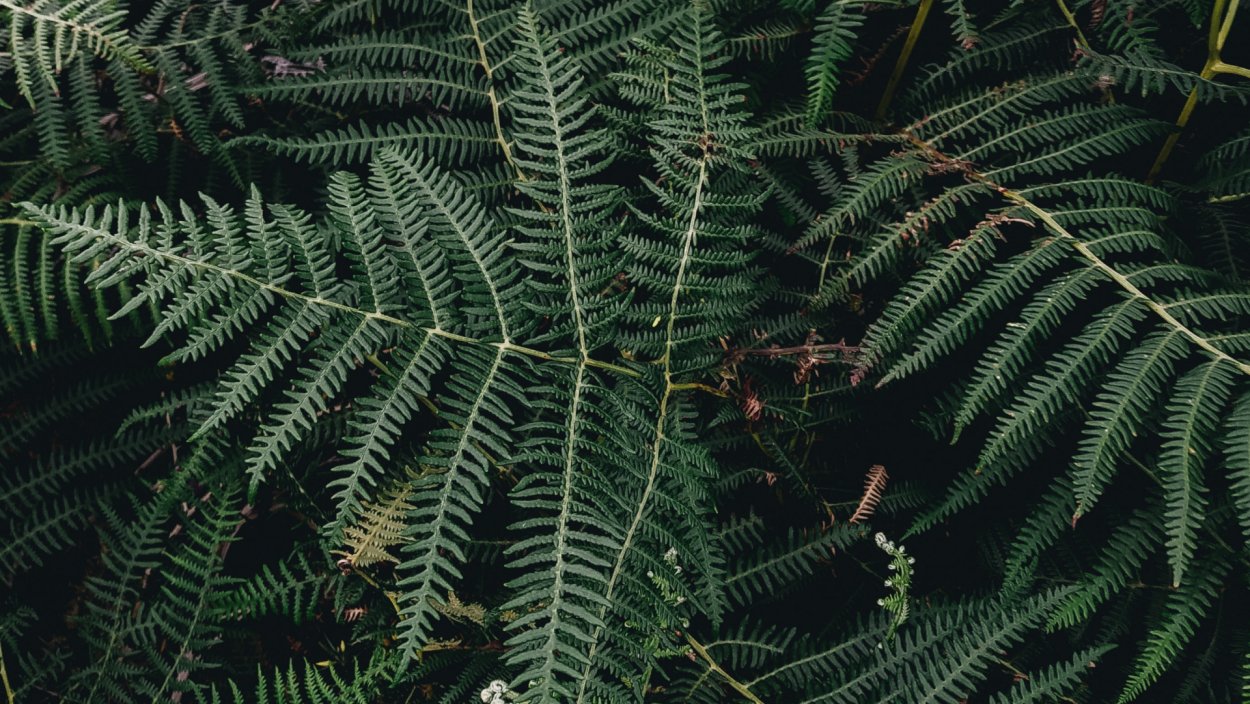 Папоротник Пинтерест