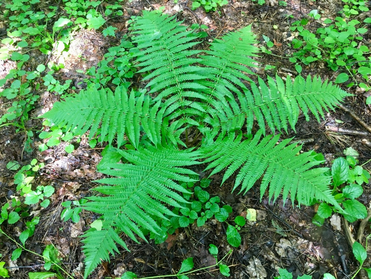 Папоротник Fern 1,5л