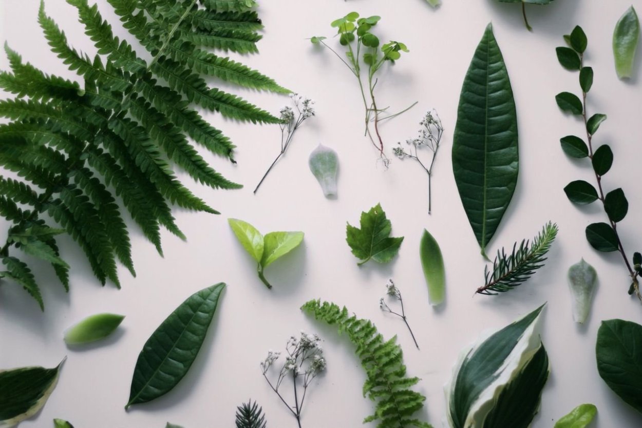 Green растения Эстетика пинтерес