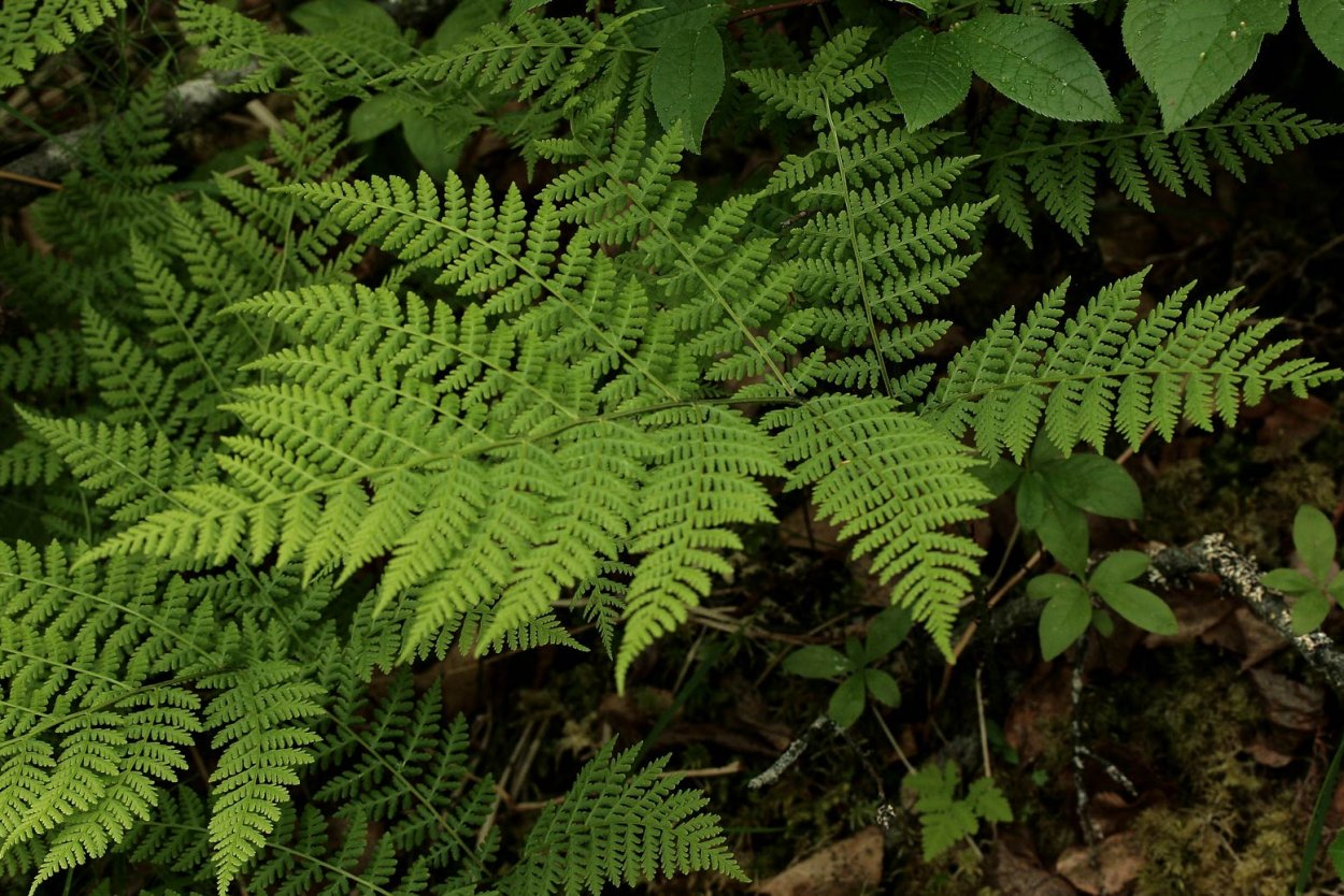 Телиптерис болотный