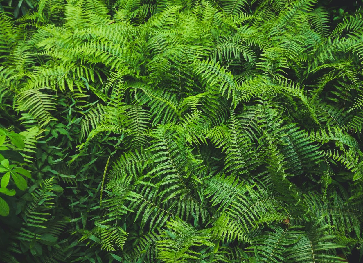 Fern texture normal