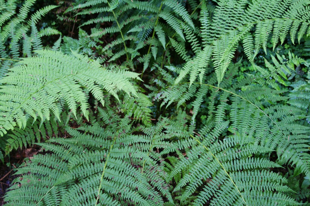 Ламария папоротник