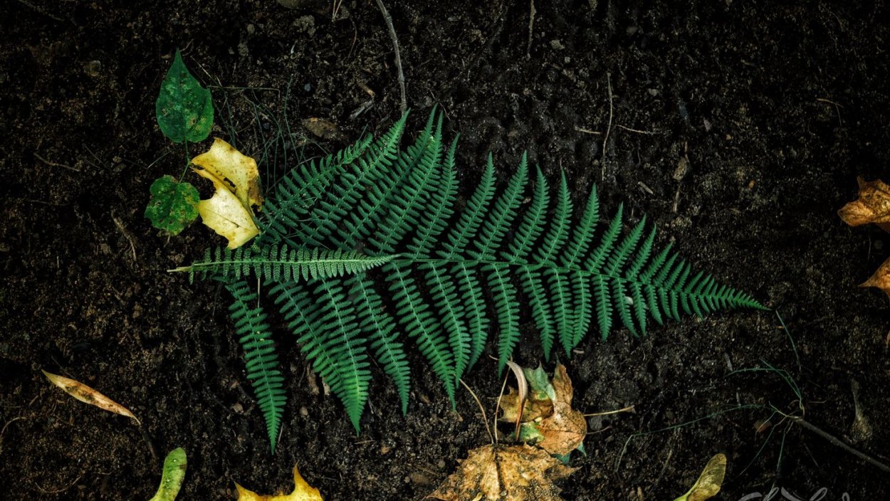 Папоротниковый мох Щитовник