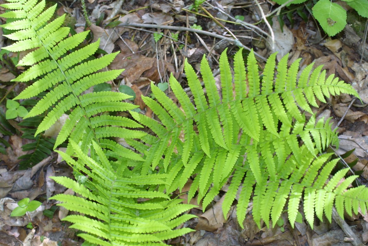 Папоротник Thelypteris