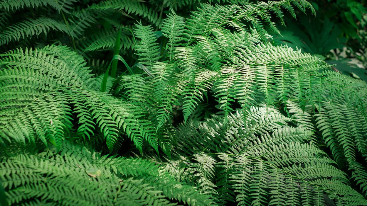 Фернс папоротник