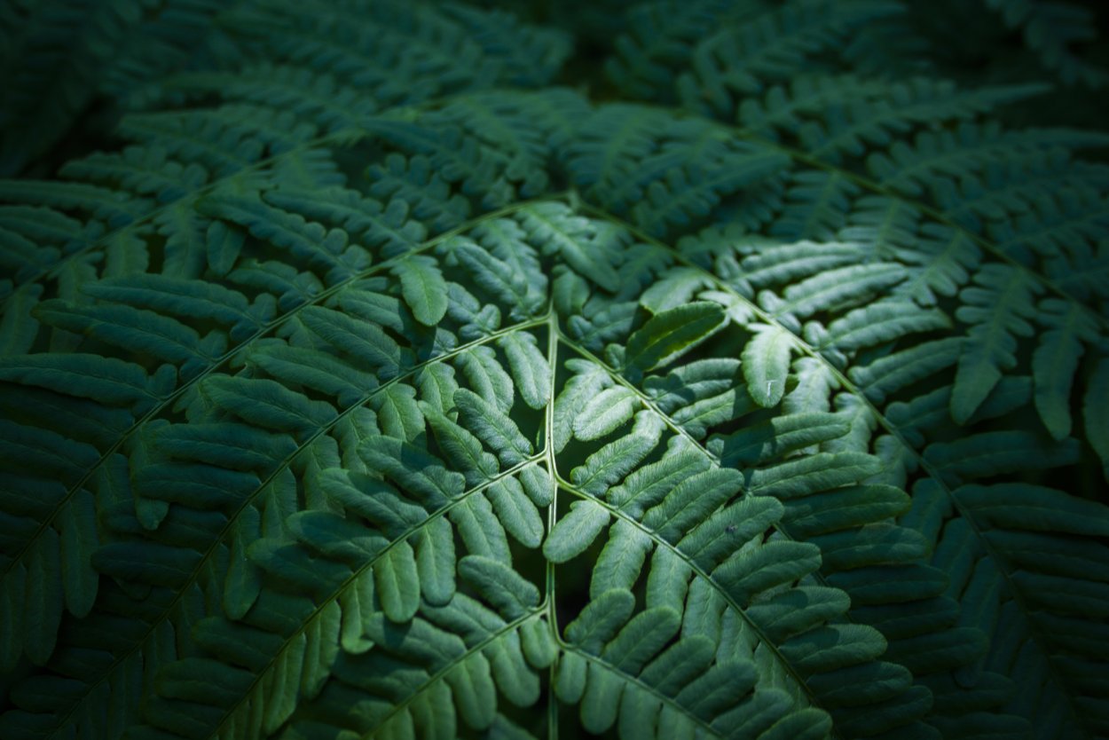 Чешуйки папоротника