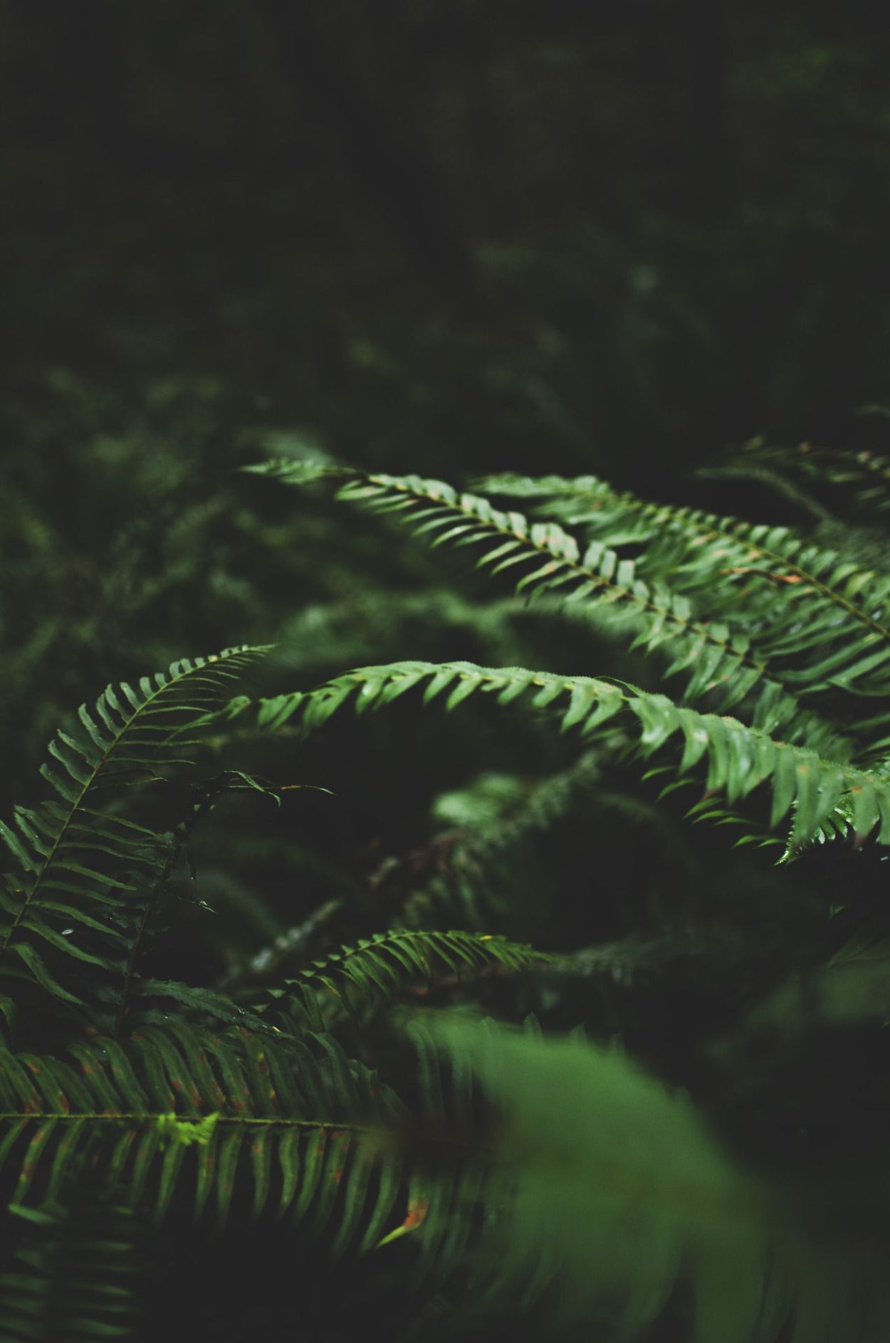 Природа темно зеленого цвета