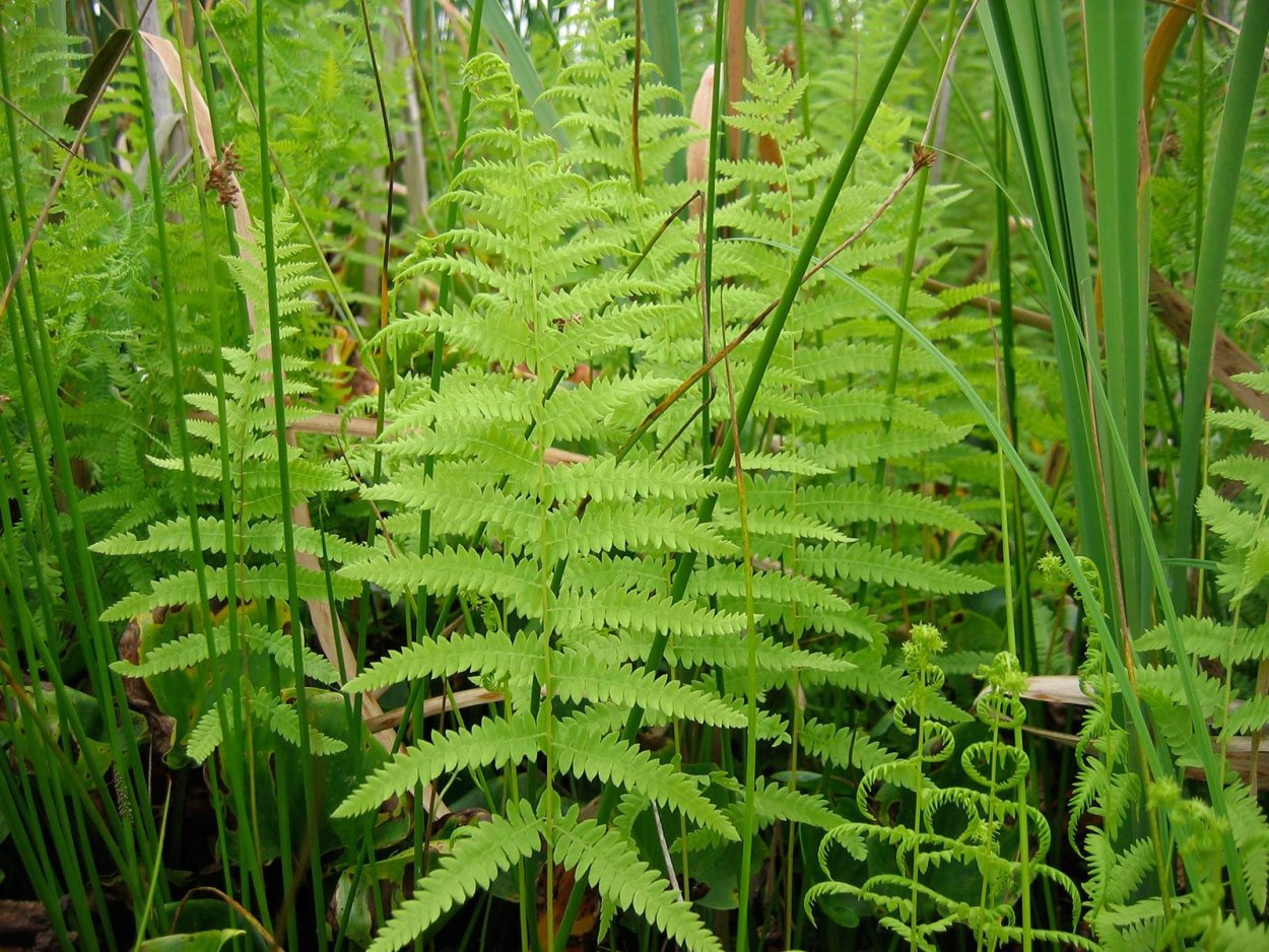 Папоротник фон