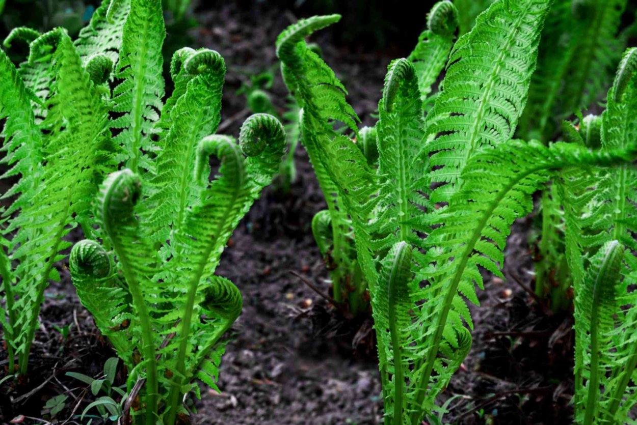 Polystichum makinoi