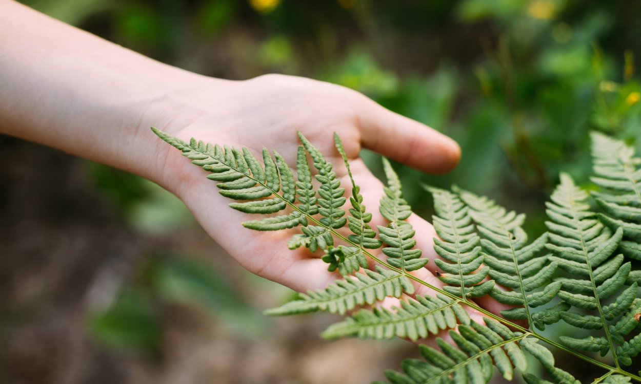 Папоротник Дальневосточный