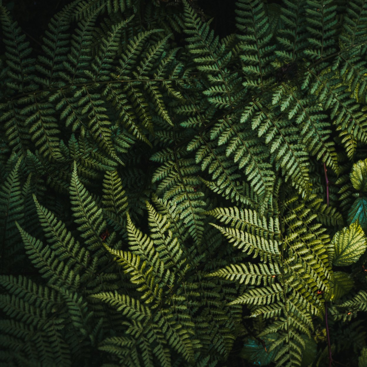 Папоротник Эстетика