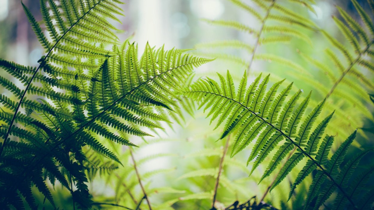 Фон из растений