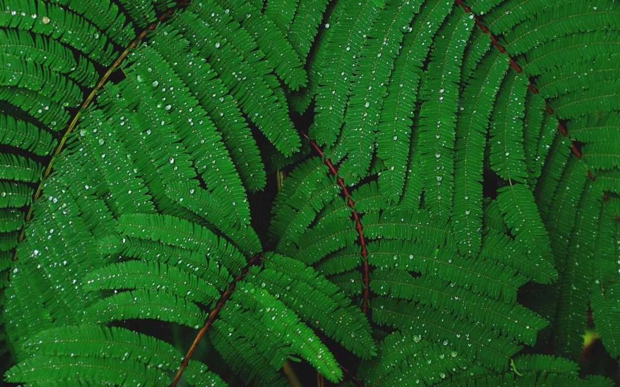 Вапорвейв папоротник