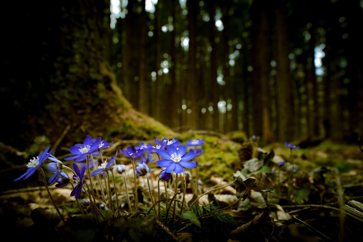 Красивые Лесные травы