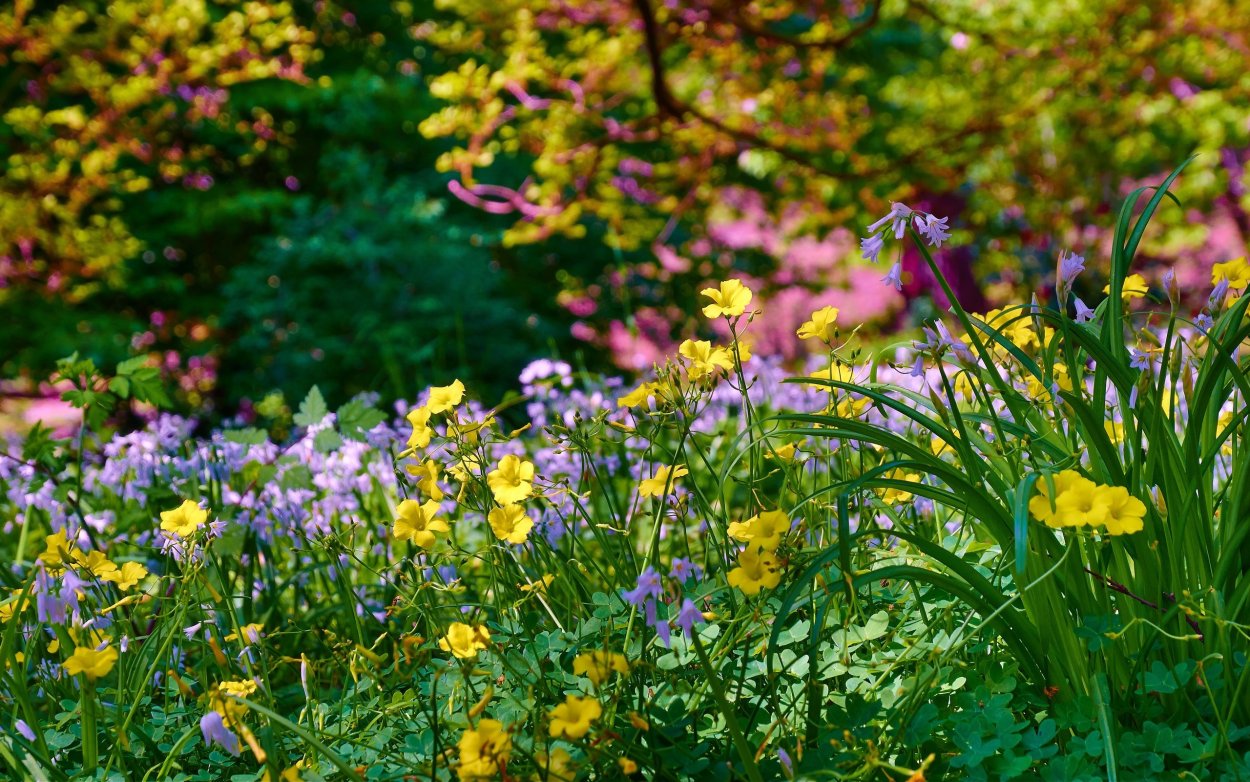 Лесная Поляна с цветами