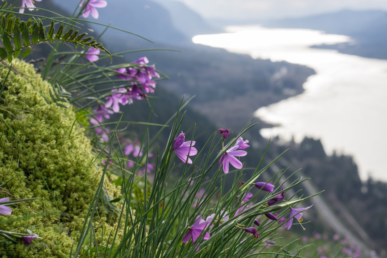 Дикие цветы