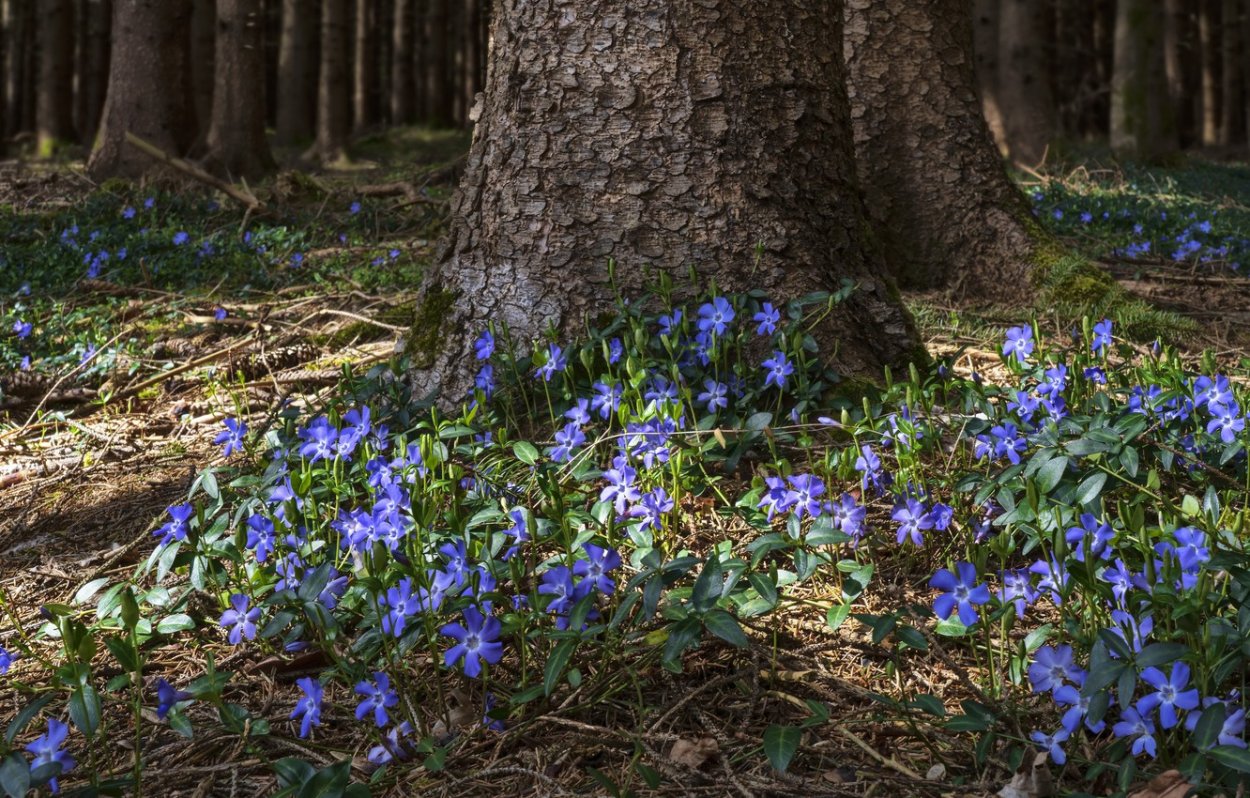 Лесные цветы обои