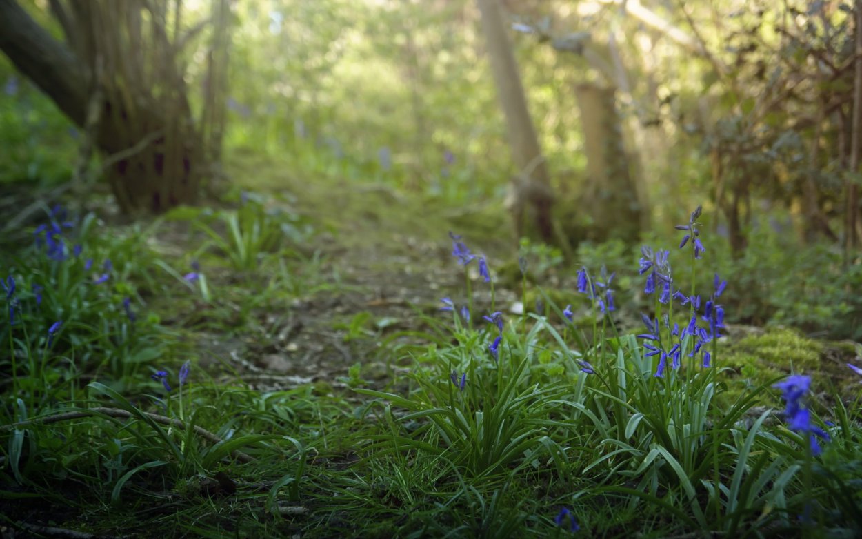 Густой лес цветы